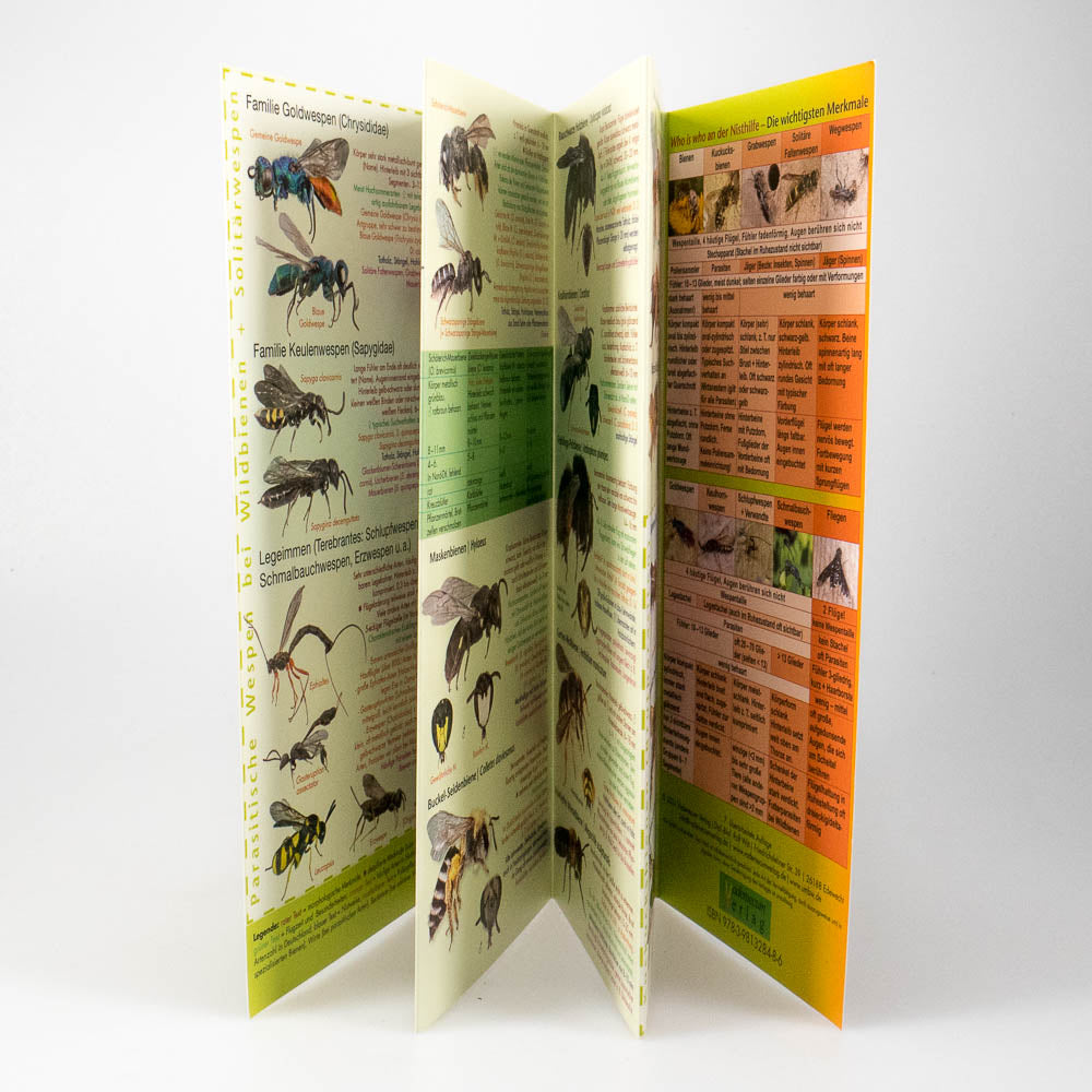 Wildbienen & Wespen Bestimmung
