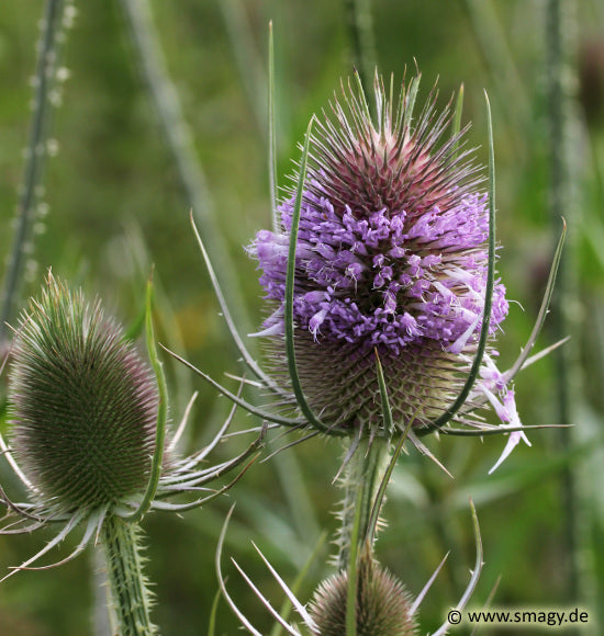 Wilde Karde - Dipsacus fullonum (2-jährig)