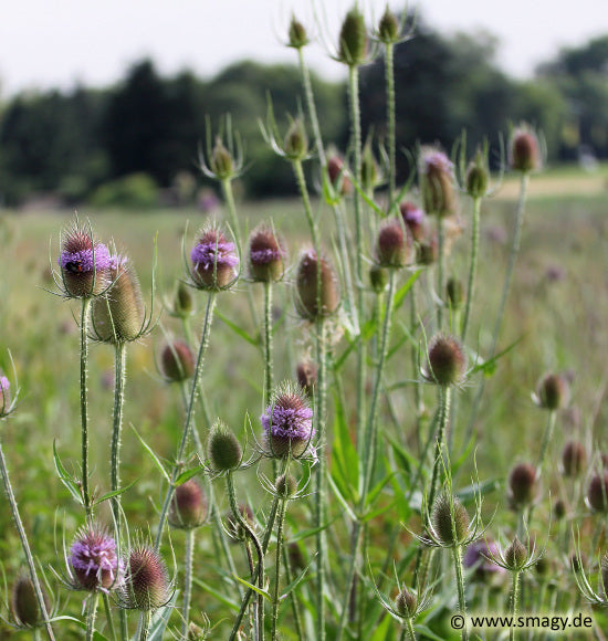 Wilde Karde - Dipsacus fullonum (2-jährig)