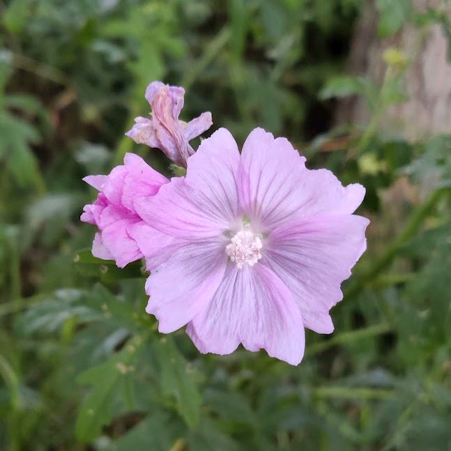 Rosenmalve - Malva alcea (ausdauernd)