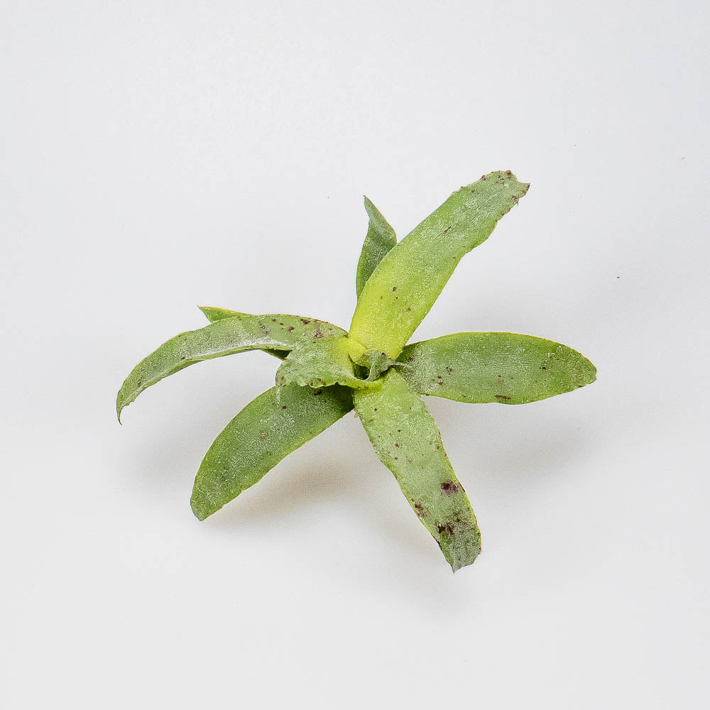 Neoregelia liliputiana – Regenwaldbromelie