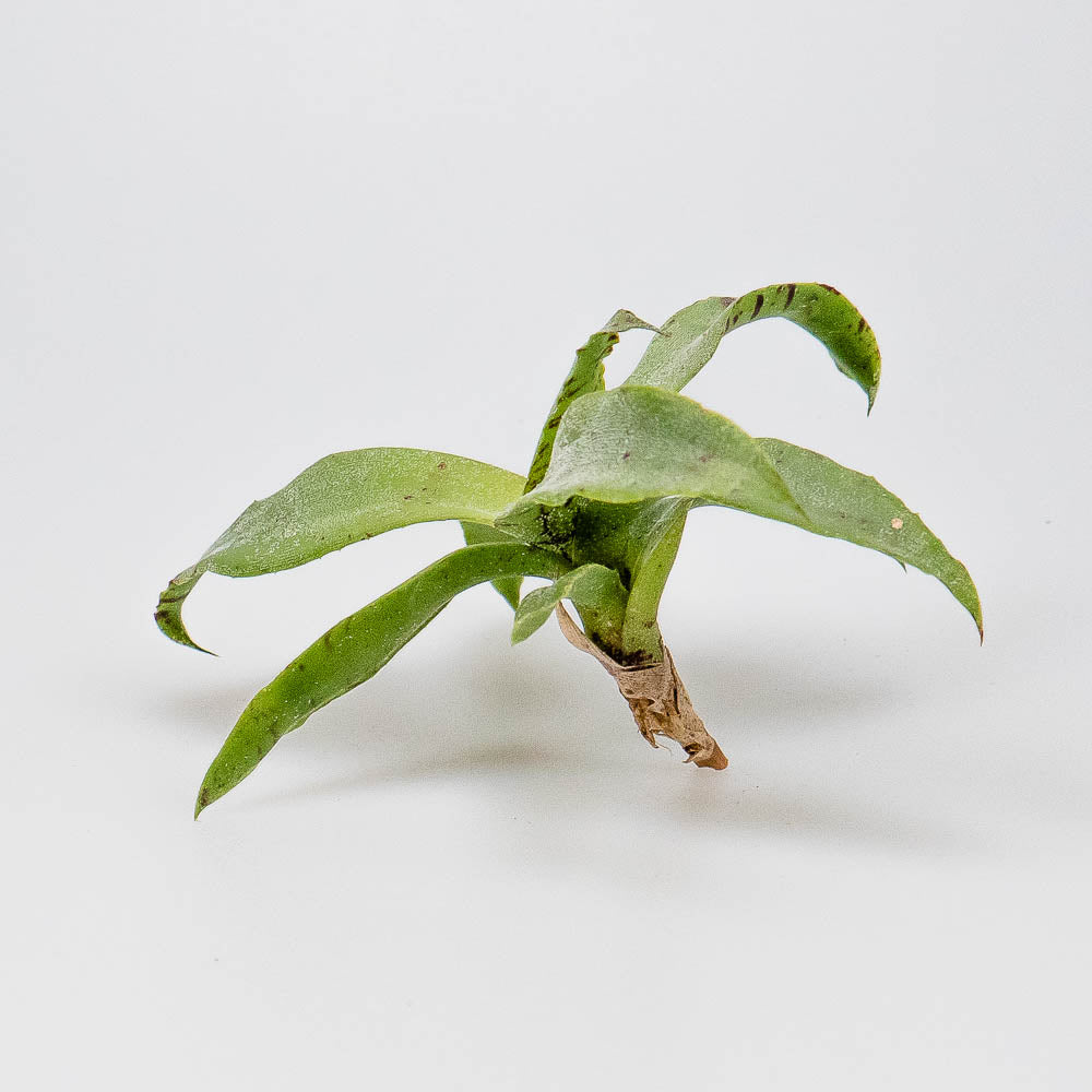 Neoregelia liliputiana – Regenwaldbromelie