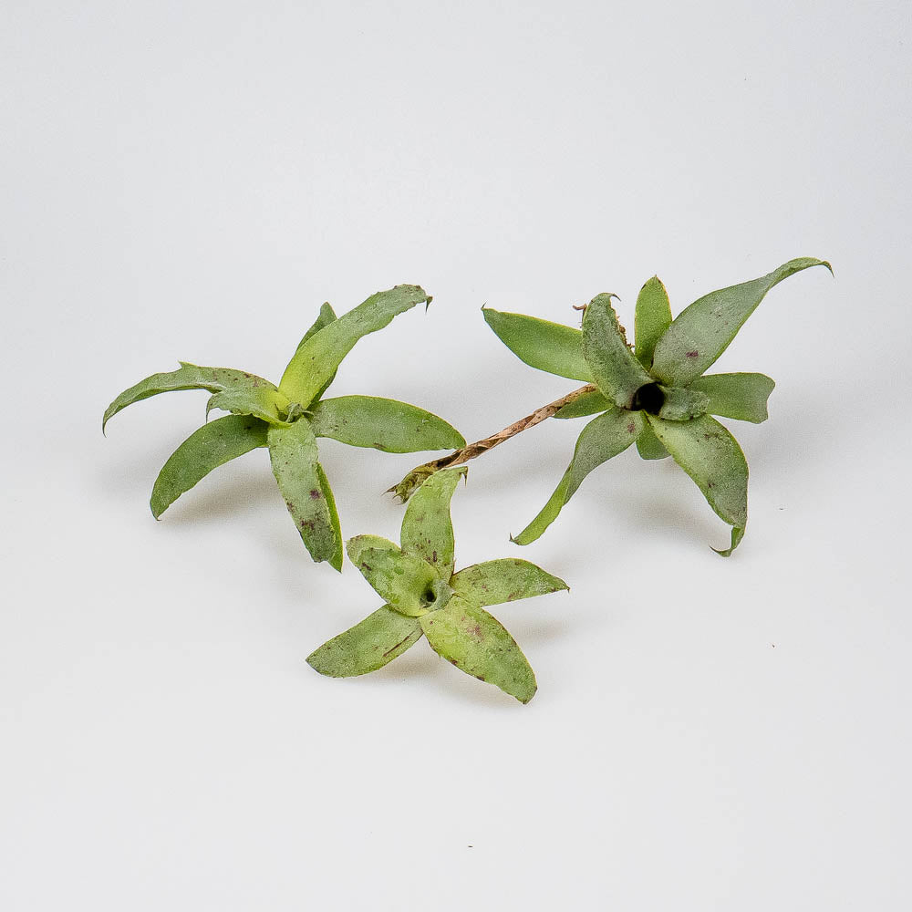 Neoregelia liliputiana – Regenwaldbromelie