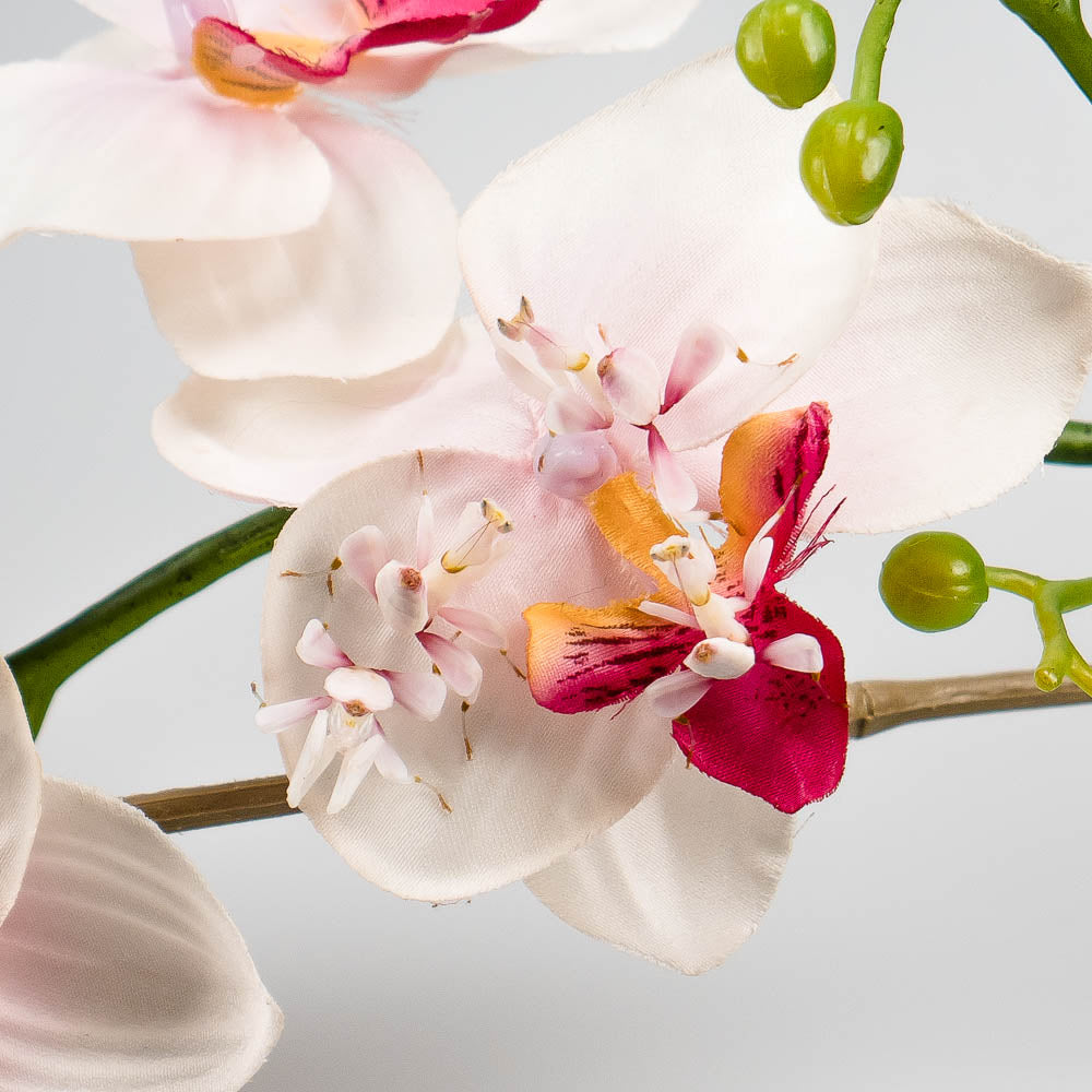 Hymenopus coronatus – Orchideenmantis