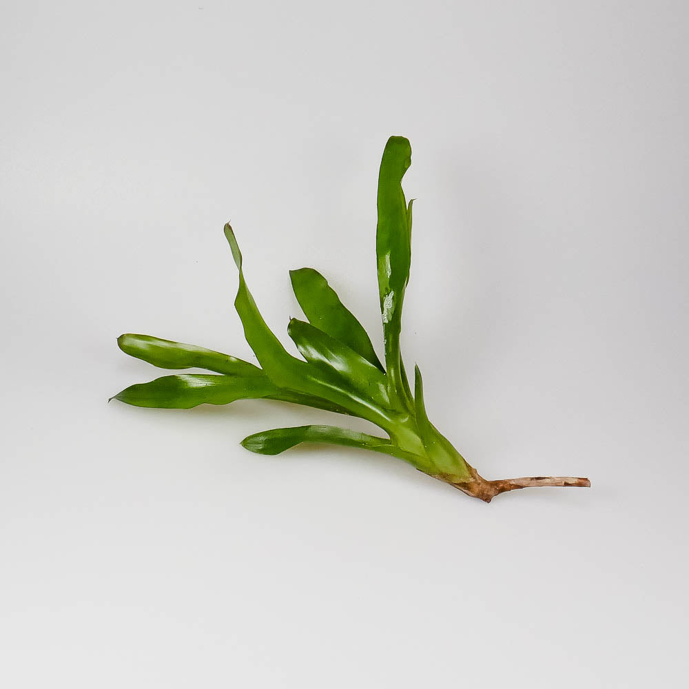 Neoregelia narziss – Regenwaldbromelie