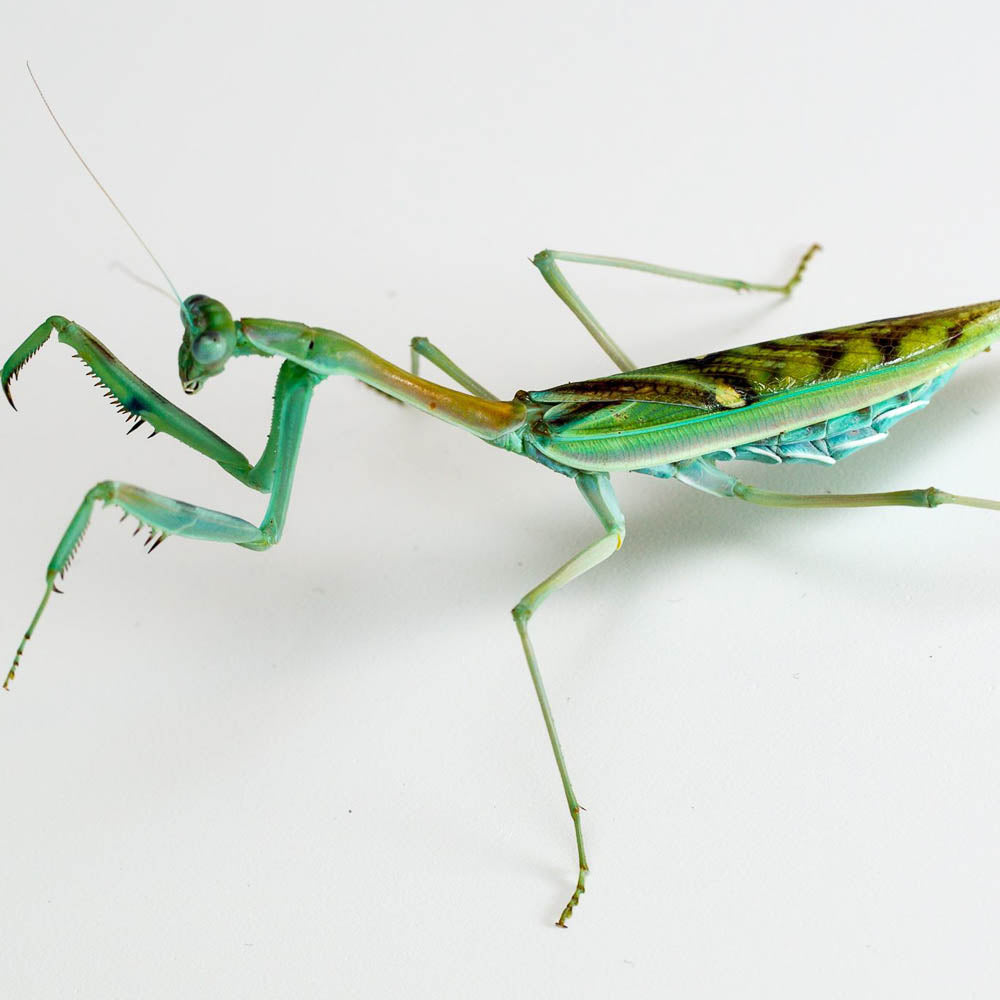 Omomantis zebrata