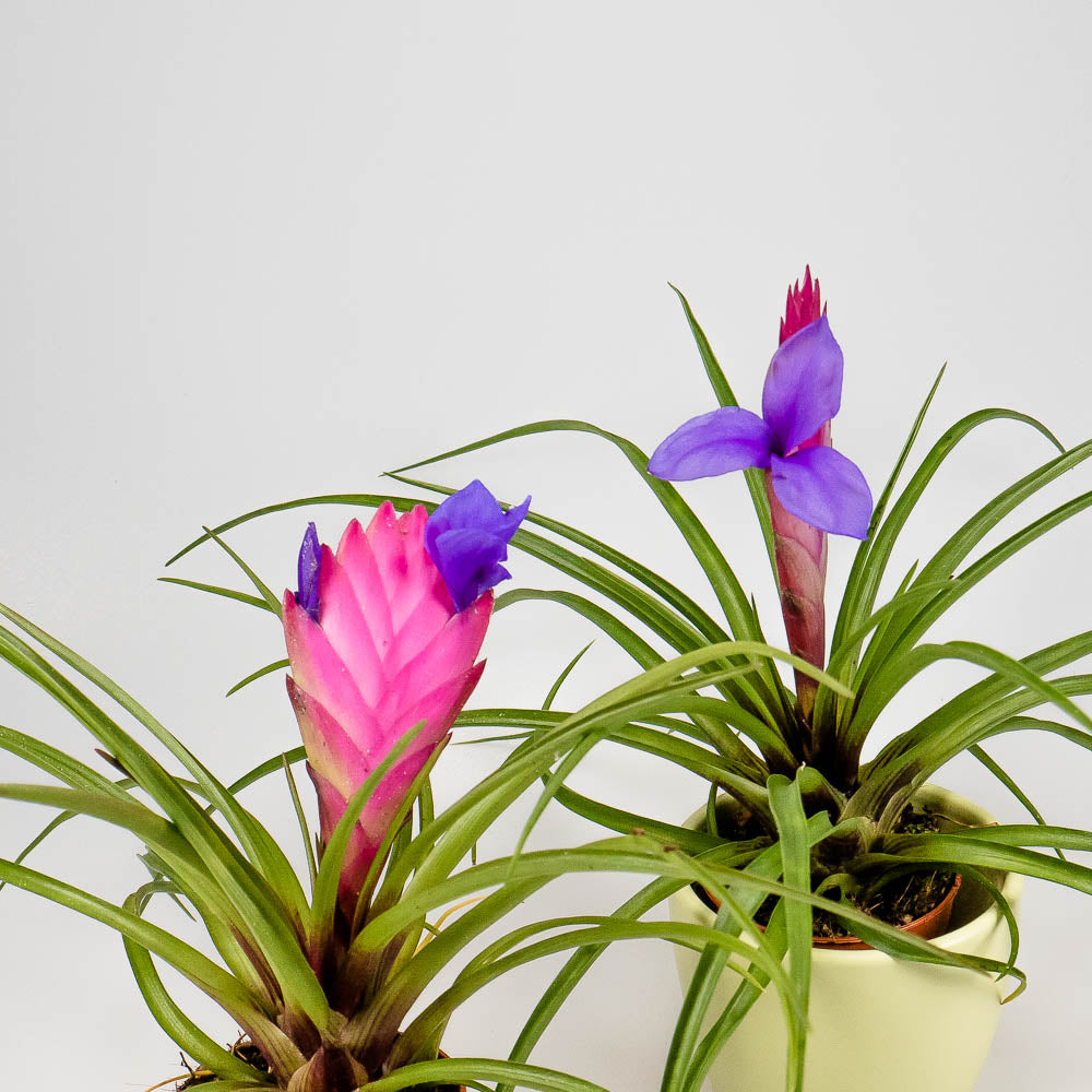 Tillandsia cyanea – Regenwaldtillandsie