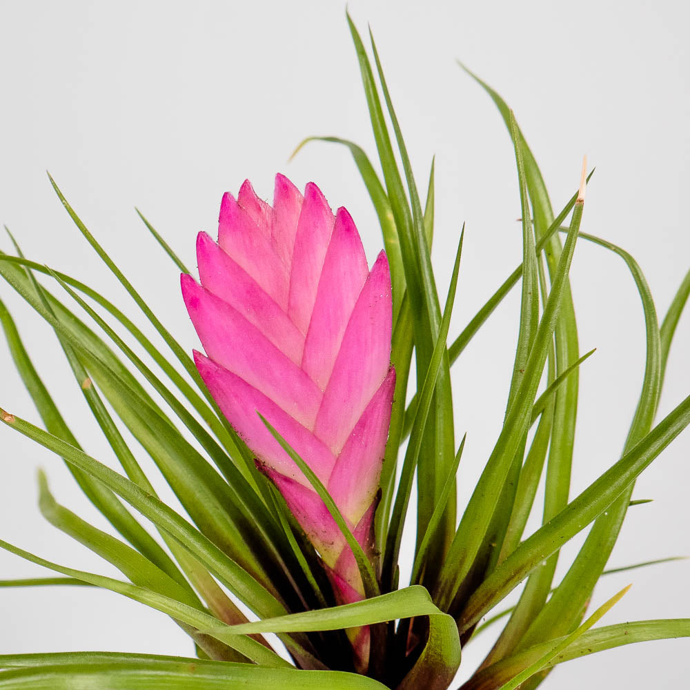 Tillandsia cyanea – Regenwaldtillandsie