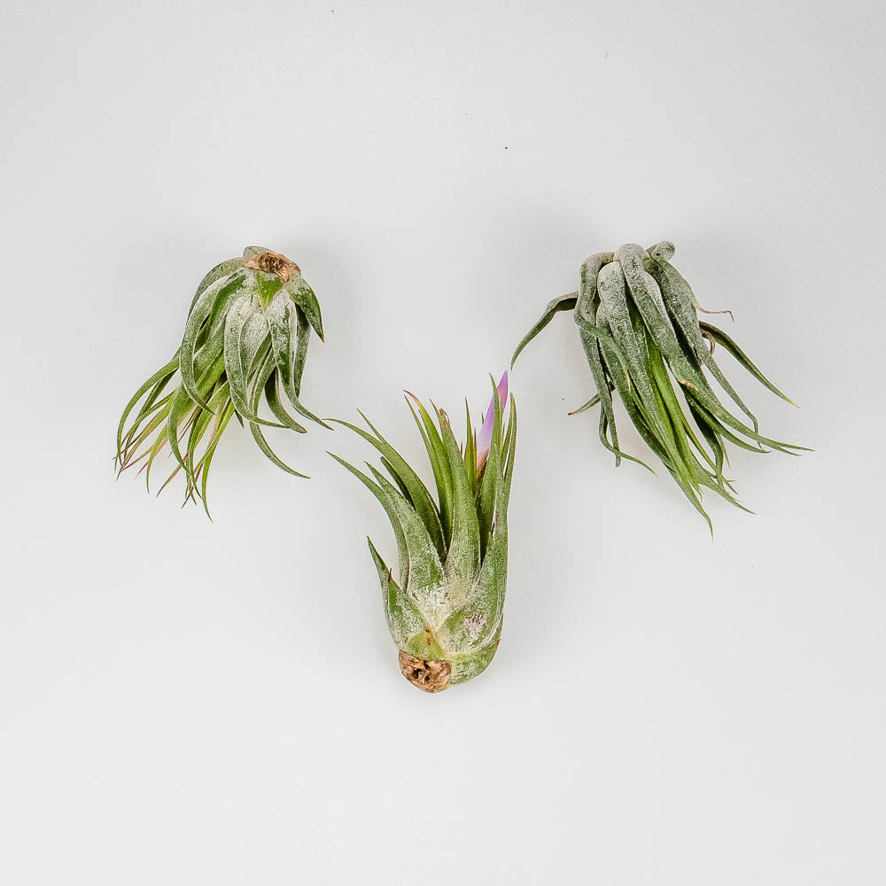 Tillandsia kolbii – Regenwaldtillandsie