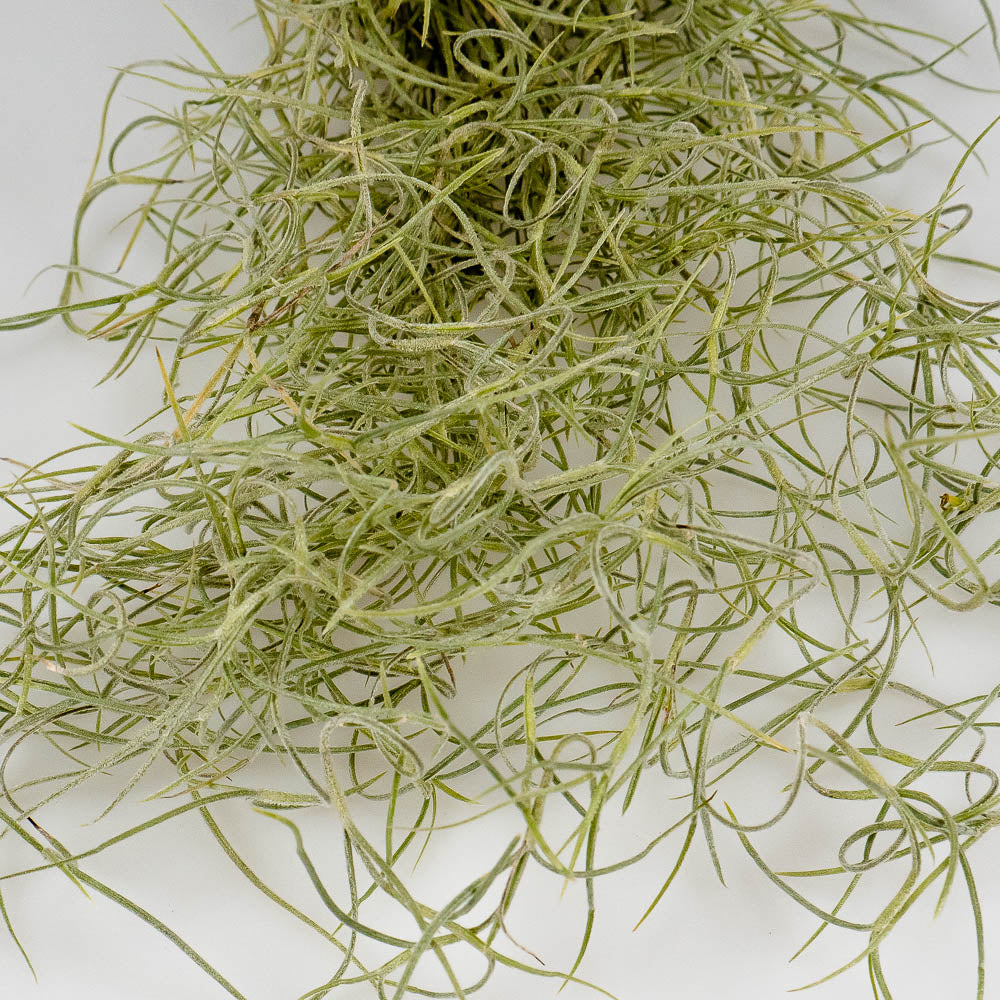 Tillandsia usneoides – Hängetillandsie