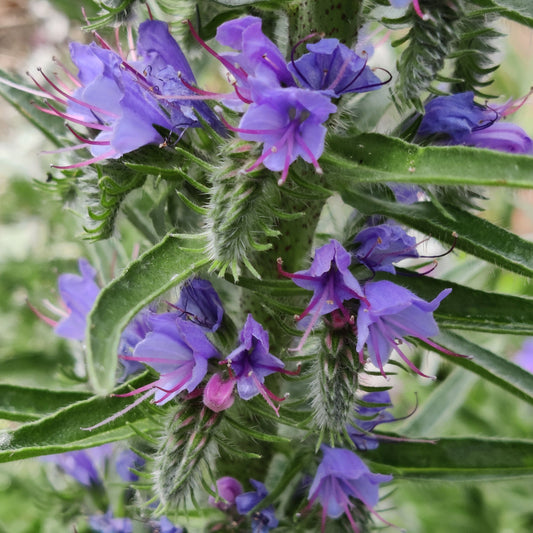Gewöhnl. Natternkopf - Echium vulgare (2-jährig)