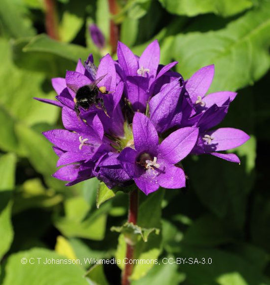 Knäuel-Glockenblume - Campanula glomerata (ausdauernd)