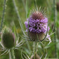 Wilde Karde - Dipsacus fullonum (2-jährig)