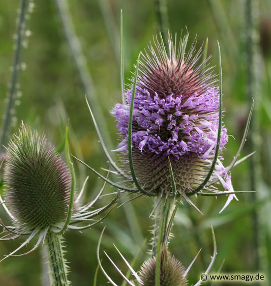 Wilde Karde - Dipsacus fullonum (2-jährig)