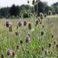 Wilde Karde - Dipsacus fullonum (2-jährig)
