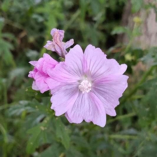 Rosenmalve - Malva alcea (ausdauernd)