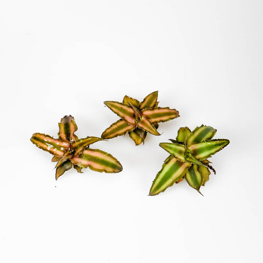 Cryptanthus bivittatus – Erdbromelie
