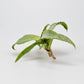Neoregelia liliputiana – Regenwaldbromelie