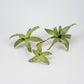 Neoregelia liliputiana – Regenwaldbromelie