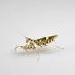 Creobroter cf. gemmatus - Asiatische Blütenmantis