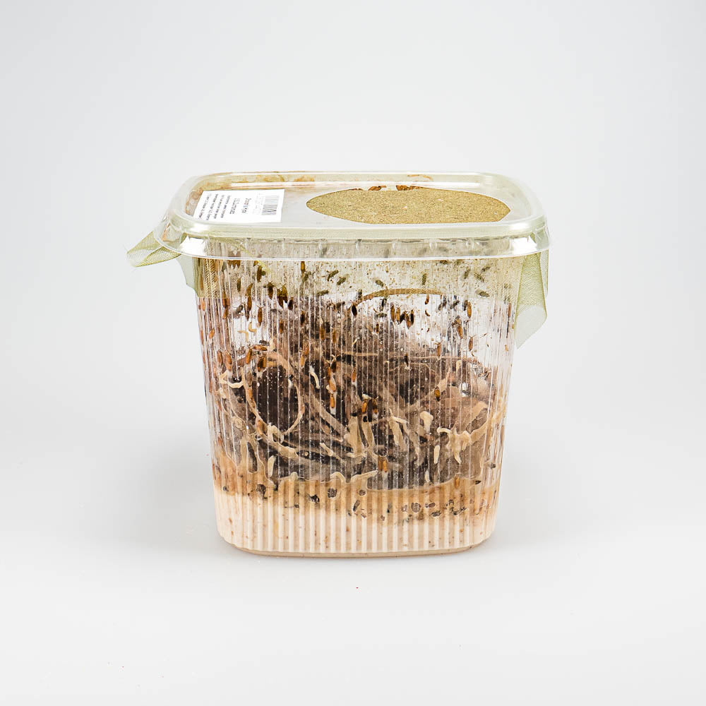 Große Fruchtfliegen - Drosophila hydei