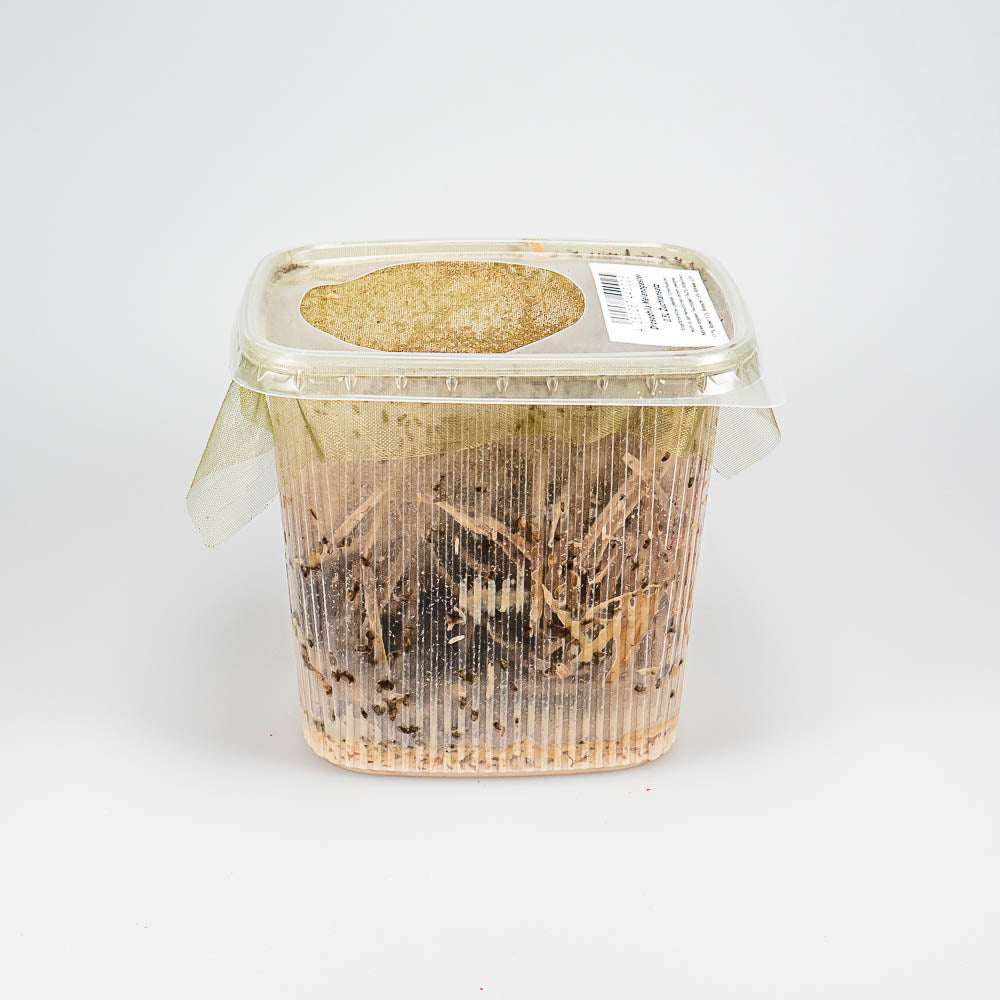 Kleine Fruchtfliegen - Drosophila melanogaster