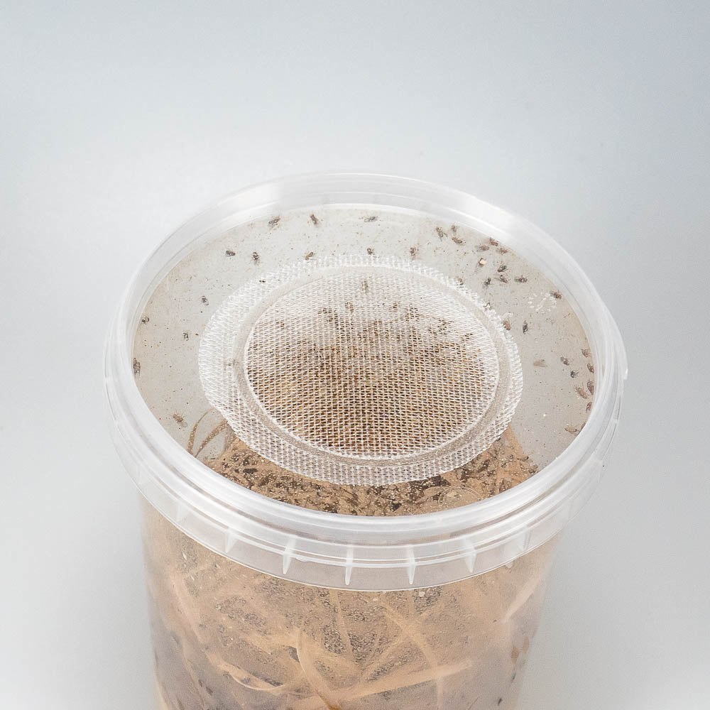 Kleine Fruchtfliegen - Drosophila melanogaster