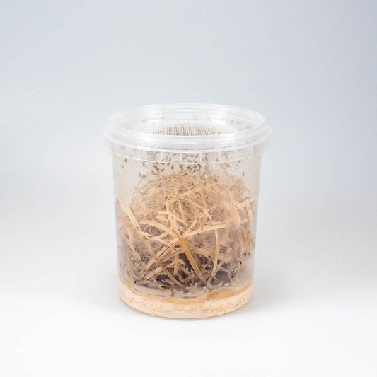 Kleine Fruchtfliegen - Drosophila melanogaster