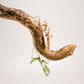 Hierodula membranacea - Indische Riesengottesanbeterin