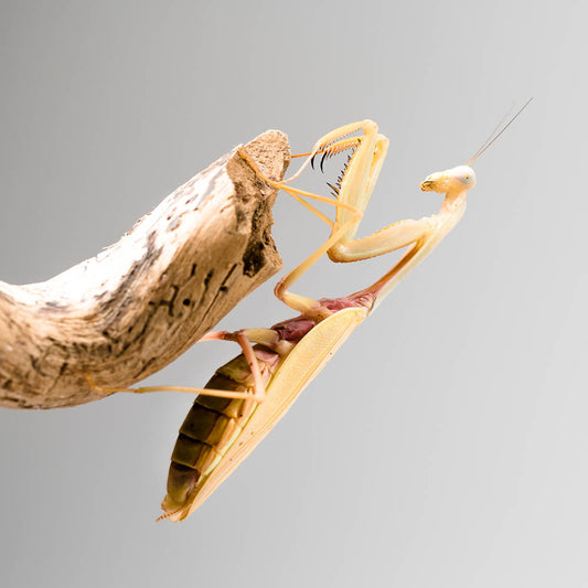 Hierodula cf. venosa "golden"