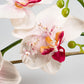 Hymenopus coronatus – Orchideenmantis