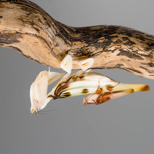 Hymenopus coronatus – Orchideenmantis