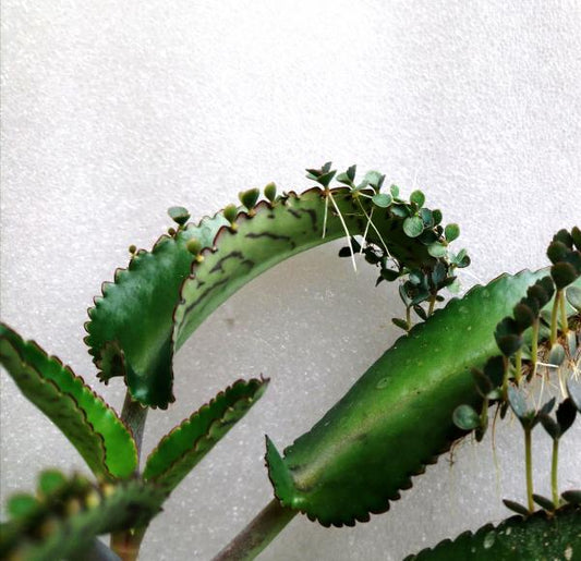 Kalanchoe / Brutblatt – gratis Ableger