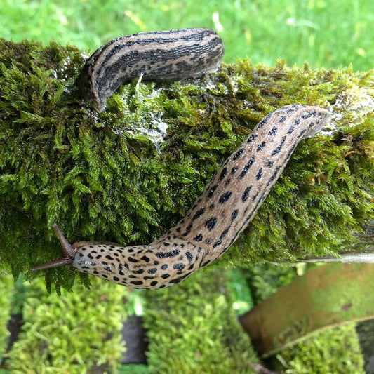 Limax maximus – Tigerschnegel