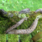 Limax maximus – Tigerschnegel