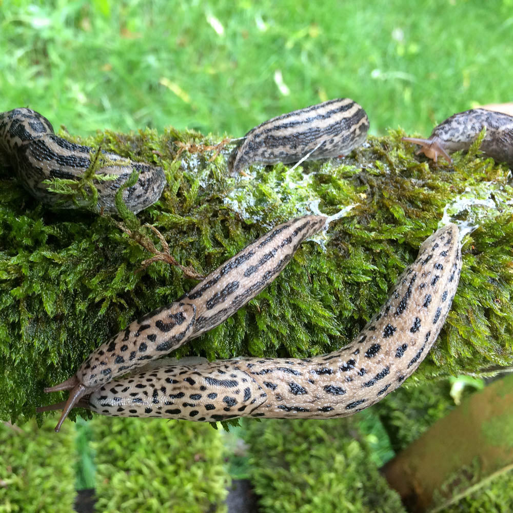 Limax maximus – Tigerschnegel