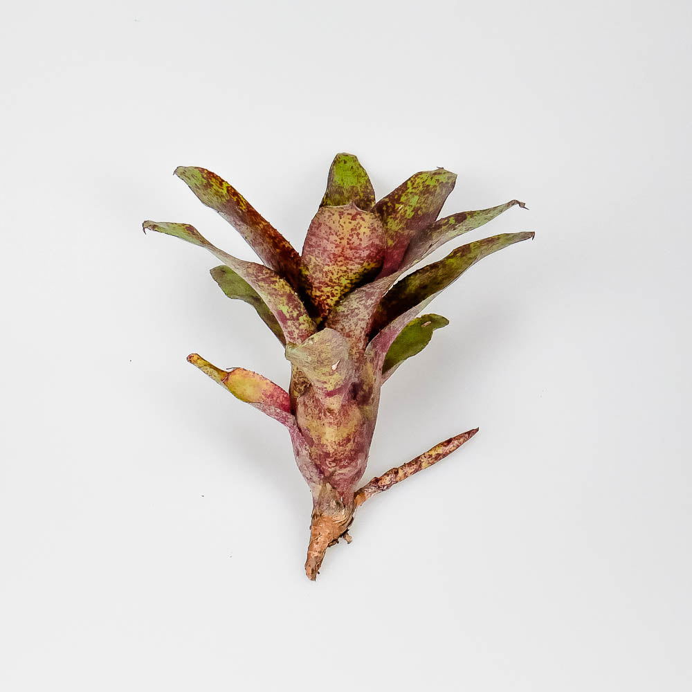 Neoregelia fireball – Regenwaldbromelie