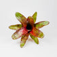 Neoregelia fireball – Regenwaldbromelie