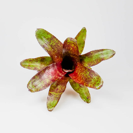 Neoregelia fireball – Regenwaldbromelie