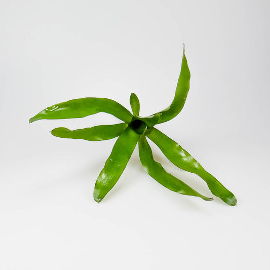 Neoregelia narziss – Regenwaldbromelie