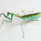 Omomantis zebrata