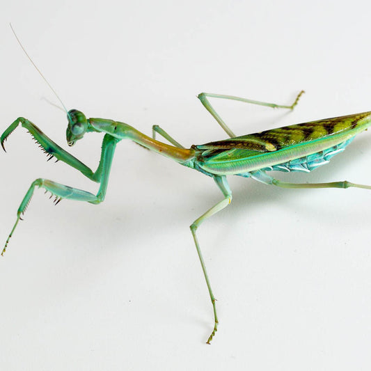 Omomantis zebrata