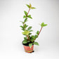 Peperomia tetragona – Rankpflanze
