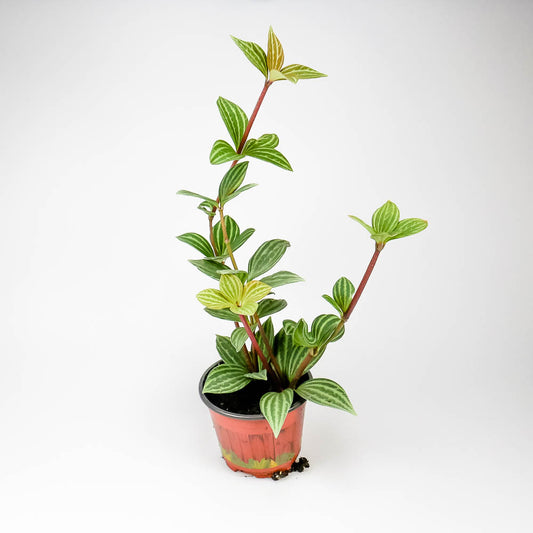 Peperomia tetragona – Rankpflanze
