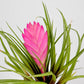 Tillandsia cyanea – Regenwaldtillandsie