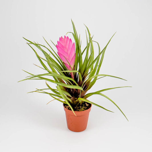 Tillandsia cyanea – Regenwaldtillandsie