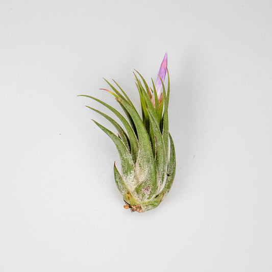 Tillandsia kolbii – Regenwaldtillandsie