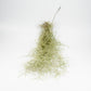 Tillandsia usneoides – Hängetillandsie