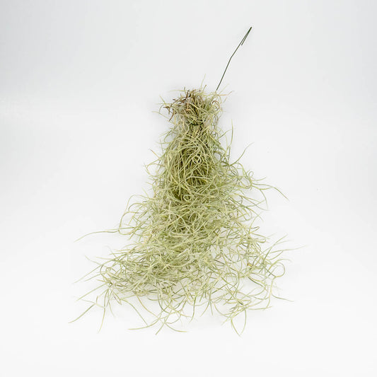 Tillandsia usneoides – Hängetillandsie